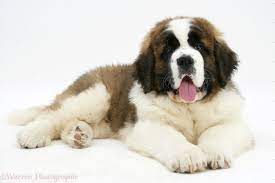 Dog Saint Bernard Puppy Photo St Bernard Puppy St Bernard Dogs St Bernard