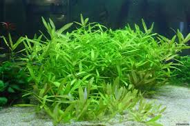 Image result for Hygrophila okavangensis