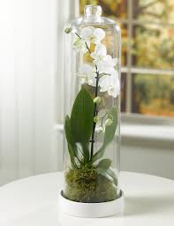 Pure Orchid Terrarium M S Beautiful Terrariums Orchid Terrarium Orchids