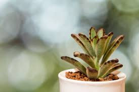 Image result for Kalanchoe lanceolata