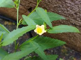 Image result for Sida veronicifolia