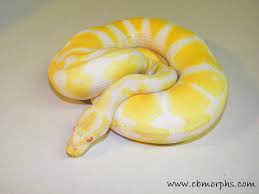 Of course, the price depends on the age, gender, and contrast level. How Much Did You Pay For Your Albino Ball Python Page 2