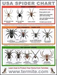 Usa Spider Chart What Are They And How Bad Is It If You