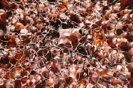 Jual madu klaceng, madu kelulut, madu trigona asli kalimantan barat! Khasiat Madu Kelulut Asli Fz Agro Pedas Nik Nock