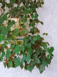 Image result for Rhoicissus