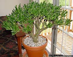 Résultat de feuilles s'enroulant et fusionnant ensemble. Plantfiles Pictures Crassula Dollar Plant Jade Plant Jade Tree Money Tree Finger Jade Gollum Crassula Ovata By Billfarmer