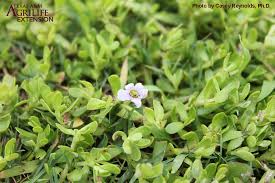 Image result for Hyparrhenia madaropoda
