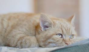 Nahrungsbestandteile, die vom magen aus in den darmtrakt gelangen, werden dadurch nicht mehr weitertransportiert. Darmverschluss Bei Der Katze Rechtzeitig Erkennen Und Behandeln