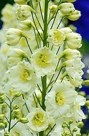 Soft Yellow Delphinium Flowers Beautiful Flowers Delphinium