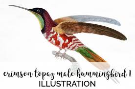 Download Crimson Topaz Male Hummingbird Graphic By Enliven Designs Creative Fabrica In 2020 Hummingbird Illustration Clip Art Vintage Graphic PSD Mockup Templates