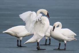 In addition, there is a species known as the cosc. Toronto Woman Captures Video Of Swans Doing Courtship Dance And It S Adorable