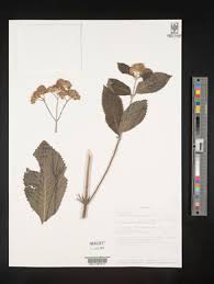 Image result for Bothriocline longipes