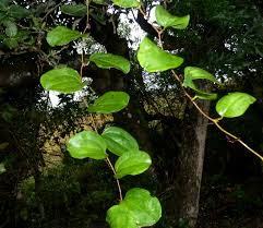 Image result for Smilax anceps