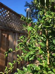 Peach leaf curl, also known as curly leaf, curly blight or leaf blister, has been recognized as a common disease since the early 1800s. Pomegranate Leaf Curl 663120 Ask Extension