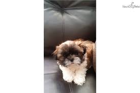 Beautiful Tri Color Female Shih Tzu Puppy Shih Tzu Shih Tzu For Sale