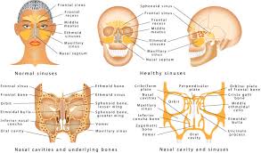 An introduction to the nose and nasal cavity is demonstrated in this interactive tutorial through labeled illustration. Maxillary Sinus The Definitive Guide Biology Dictionary