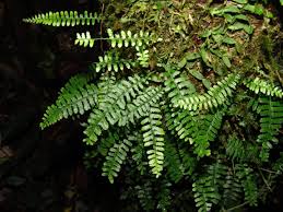 Image result for Arthropteris anniana