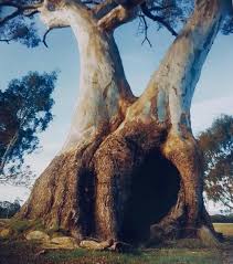 Sacred Birthing Trees Part Of The Indigenous Dreaming Landscape Western Highway Victoria Due To Be Destroyed Australian Trees Hollow Tree Australian Plants