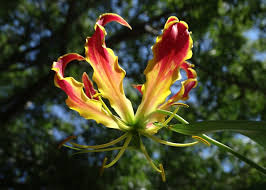 Image result for Gloriosa superba