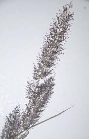 Image result for Tristachya rehmannii