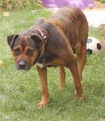 Boerboel or bullmastiff or rottweiler. Bull Mastweiler Dog Breed Information And Pictures
