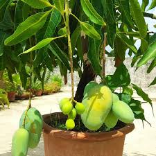To make the soil rich, you should use 40 percent premium compost, 20 percent pumice, and 40 percent forest floor mulch. Glenn Mango Trees For Sale Brighterblooms Com