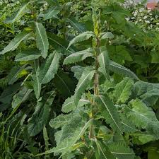 Image result for Lactuca ugandensis
