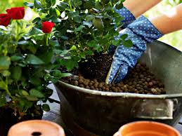 Reviewed by tyler lopez on friday, may 10th, 2019. Blahton Eigenschaften Und Verwendung Im Garten Gartentipps