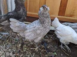 Ayrıca her kategoriden 11 milyonu aşkın yüksek kaliteli video ve video klibi keşfedin. Ameraucana Chicken Breed Profile Backyard Poultry