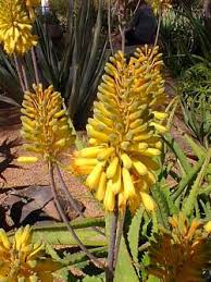 Image result for Aloe bukobana