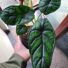 Plants will occasionally, albeit rarely when grown indoors, produce insignificant purple spathes. Alocasia Baginda Dragon Scale Elephant Ear Dragon Scale In Gardentags Plant Encyclopedia