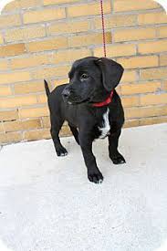 We help puppies and small dogs on a regular basis. Baltimore Md Labrador Retriever Black And Tan Coonhound Mix Meet Lab Mix Pups A Puppy For Adoption W Mas Rescue Puppy Adoption Dog Adoption Pet Adoption