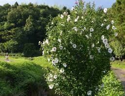 「ムクゲ 。画像。」の画像検索結果