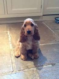 Golden Cocker Spaniel Puppies For Sale Google Search Dessin De Chien Chiot Chiot Cocker