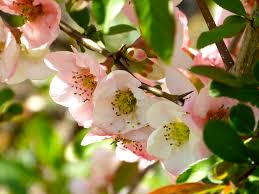 Maybe you would like to learn more about one of these? Wallpaper Flowers Nature Branch Cherry Blossom Shrubs Spring Flower Plant Gardens Petal Newengland 4000x3000 829605 Hd Wallpapers Wallhere