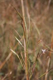 Image result for Andropogon lima
