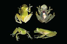 Image result for glass frog