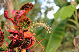 Covers plants growing in europe. Tropical Croton Plant Also Called San Francisco Plant In The Stock Photo Picture And Royalty Free Image Image 117562006