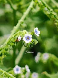 Image result for Cynoglossum lanceolatum