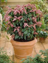 Image result for Pieris japonský obrázek