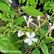 Image result for Plumbago zeylanica