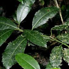 Image result for Xymalos monospora