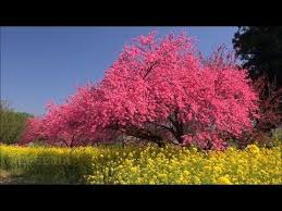 анна герман один раз в год сады цветут караоке Dzhulio Kachchini Ave Mariya Giulio Caccini Ave Maria Violin Youtube Violines Ave Maria La Musica Es Vida