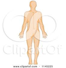 Atlas of human anatomy by mark nielsen , shawn d. Clipart Of A Human Anatomy Mans Back Side Royalty Free Vector Illustration By Patrimonio 1145225