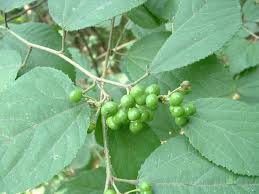 Image result for Grewia mildbraedii