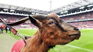 Until the coronavirus came along, hennes has made it to every home game in the rheinenergiestadion. 1 Fc Koln Fruheres Vereinsmaskottchen Geissbock Hennes Viii Eingeschlafert Der Spiegel