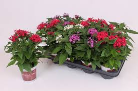 Image result for Pentas lanceolata