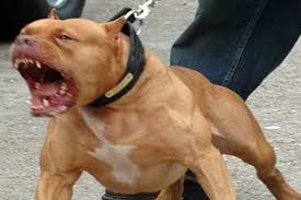 Il garante per i diritti degli animali del comune, stella cervasio, ha annunciato che per 12 mesi sarà possibile trasportarli nelle funicolari cittadine (centrale, chiaia, montesanto e mergellina) in via sperimentale. Cani Di Grossa Taglia Scappano E Azzannano Un Cagnetto Prima Biella