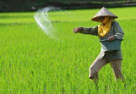 Proses awal penanaman padi hidroponik atau hidroganik dengan bahan kotoran kambing,kotiran. Cara Budidaya Tanaman Padi Petani Padi Modern