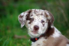 As a designer hybrid, the australian shepherd lab mix isn't recognized by the american kennel club. Labrador Australian Shepherd Mix Sunny Foto Bild Tiere Haustiere Hunde Bilder Auf Fotocommunity